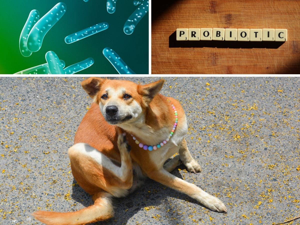 Do Probiotics Help Itchy Dogs? Understanding the Relief for Your Furry
