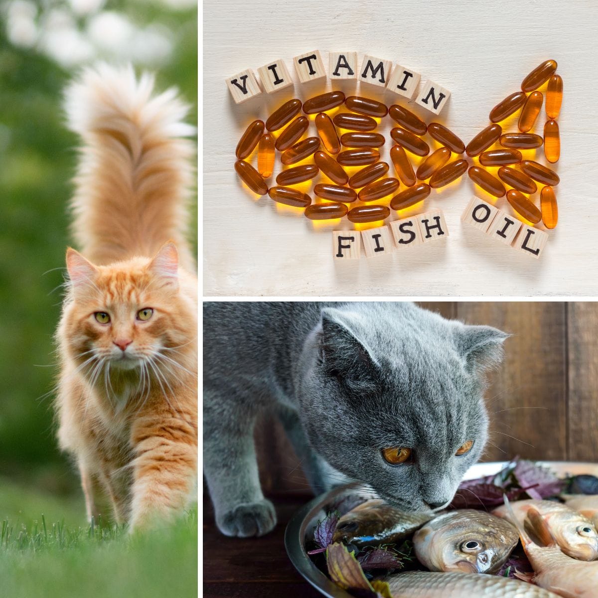 Is Fish Oil Good for Cats? The Benefits and Considerations