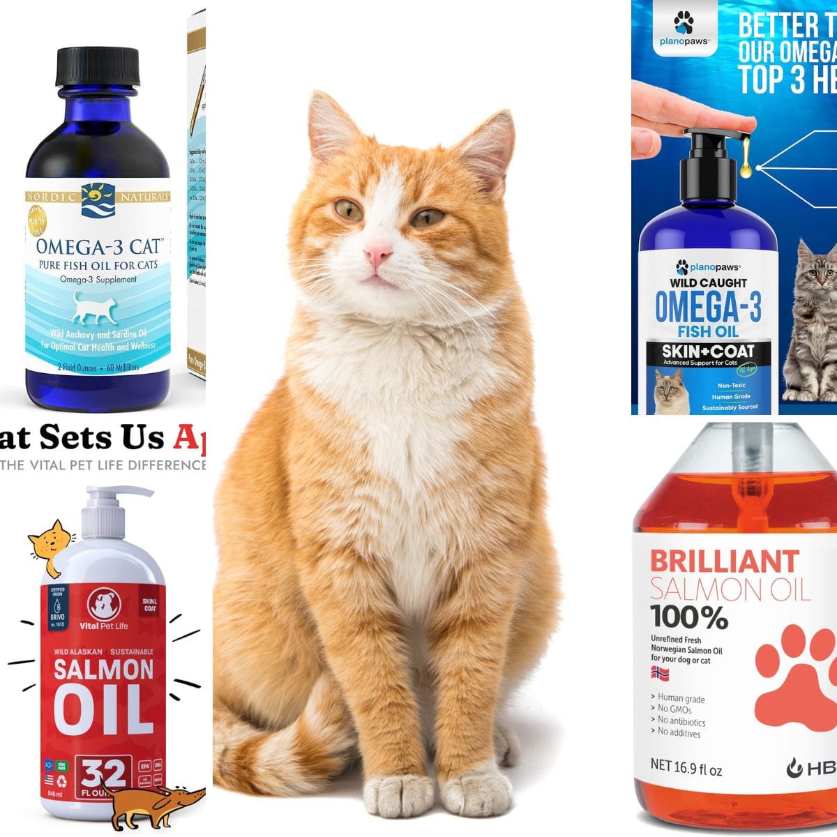The Ultimate Guide to Fish Oil for Cats 5 Top Products for Healthy