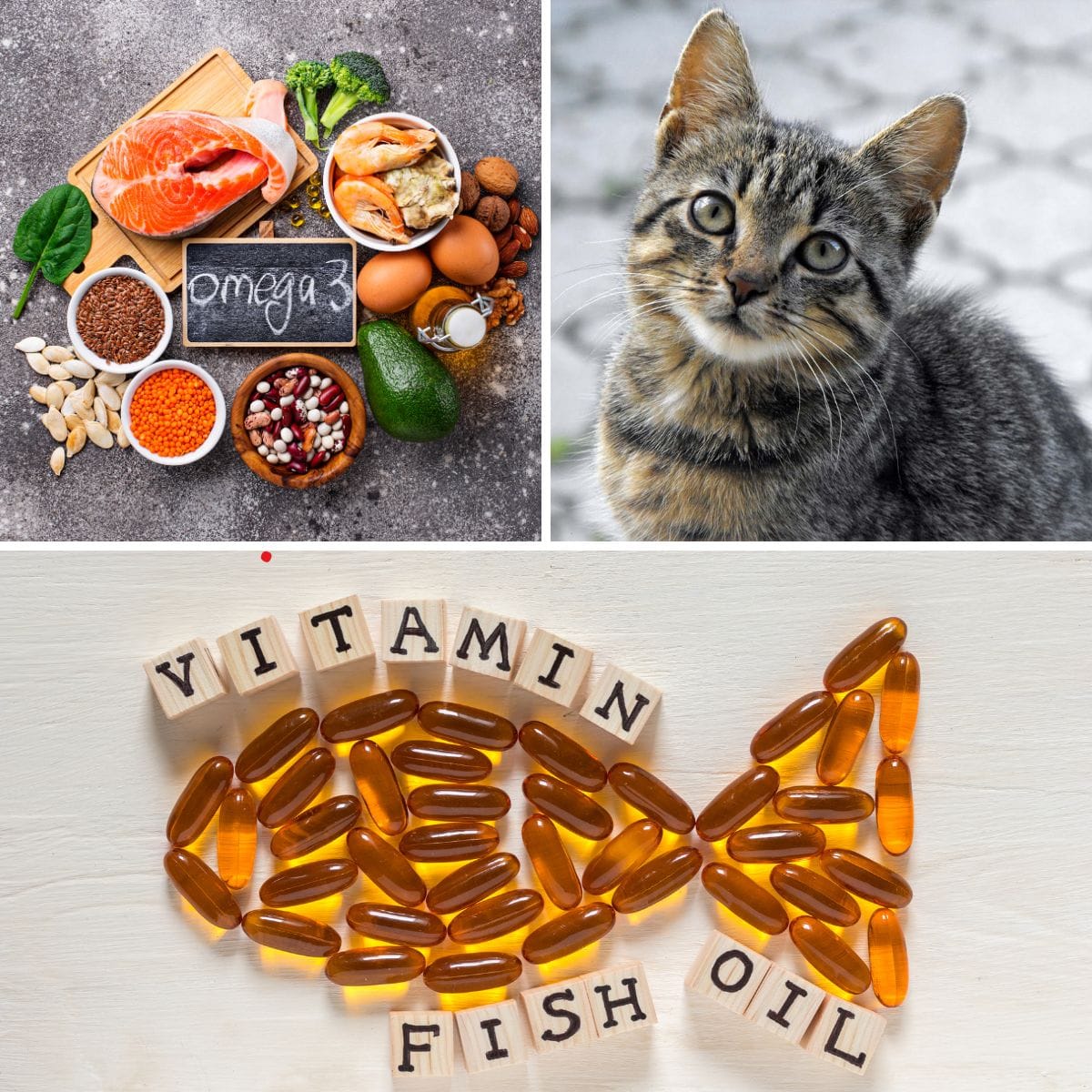 Unraveling the Mystery Omega3 Deficiency Symptoms in Cats