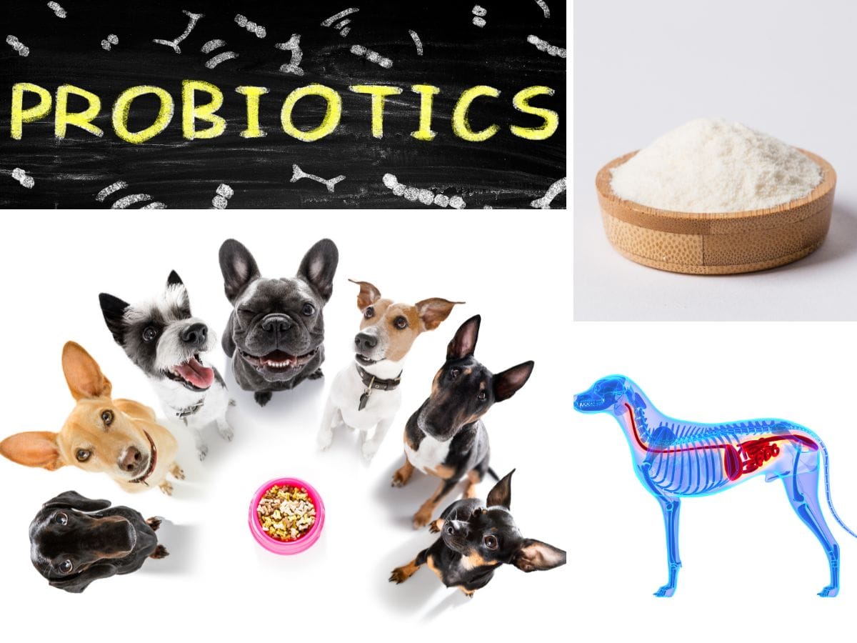 Are Powdered Probiotics Good for Dogs