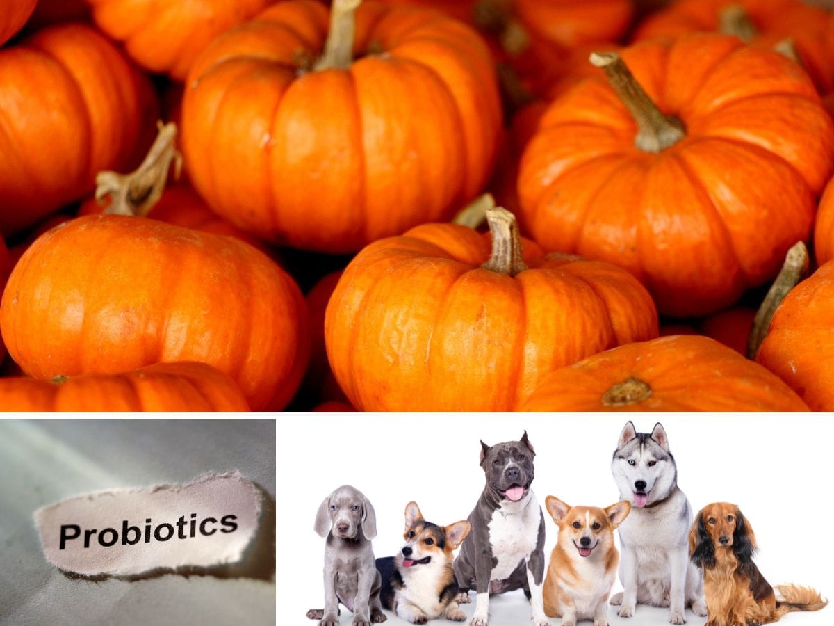 Is pumpkin a good probiotic for dogs