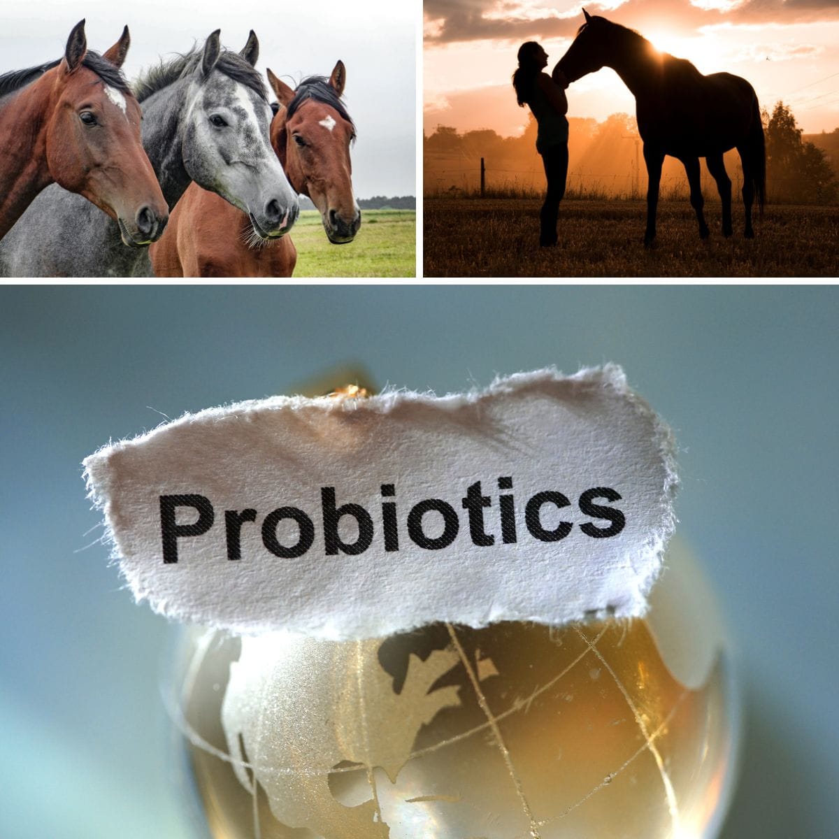 What is a Natural Probiotic for Horses